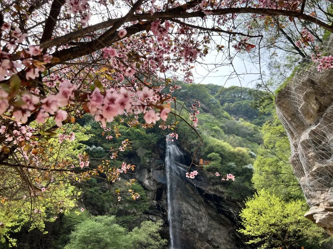 少华山丨这里盛开的繁花是春天里最后一次回眸...